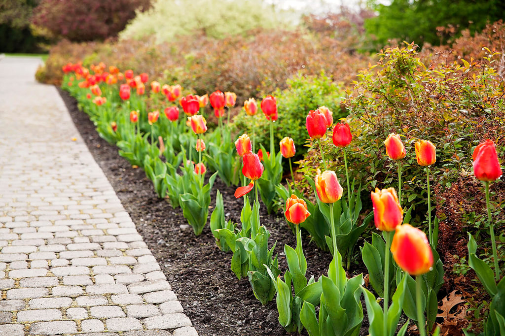 Tulips in bloom at Lawson Gardens
