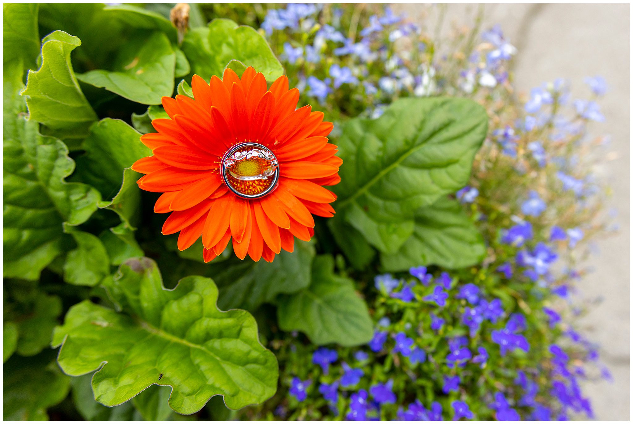 husband and wife wedding bands sit in the middle of a bright red flower in a garden